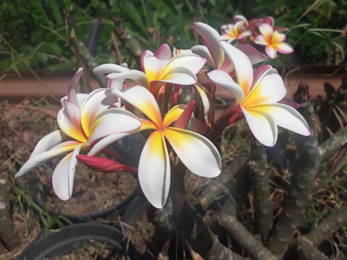 Manava Tahara'A Home Stay Mahina 외부 사진